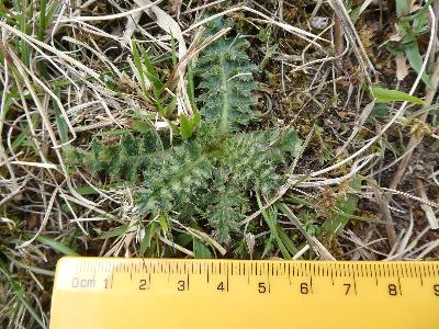 Cirsium acaule