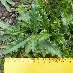 Cirsium arvense