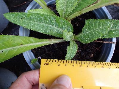 Cirsium heterophyllum (1)