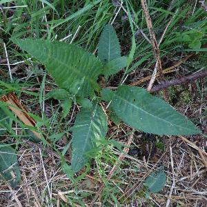 Cirsium heterophyllum (2)