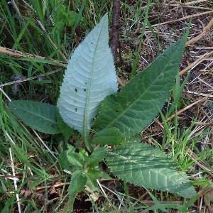 Cirsium heterophyllum (3)