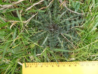 Cirsium palustre