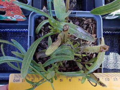 Coreopsis grandiflora