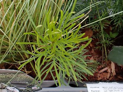 Coreopsis verticillata