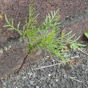 Cosmos bipinnatus (2)