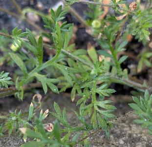 Cotula australis