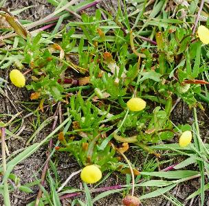 Cotula coronopifolia