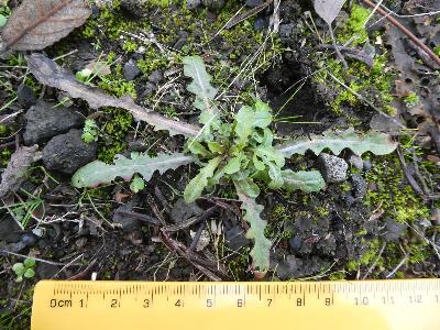 Crepis capillaris (1)