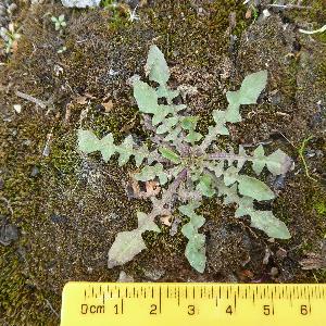 Crepis capillaris (2)