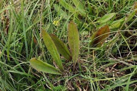 Crepis praemorsa (1)