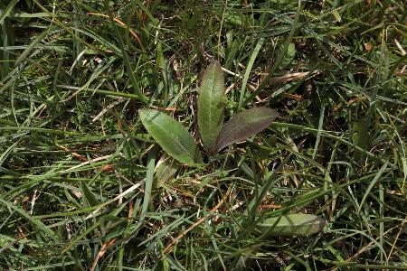Crepis praemorsa (2)