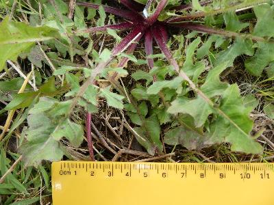 Crepis vesicaria (1)