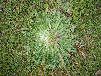 Crepis vesicaria (3)