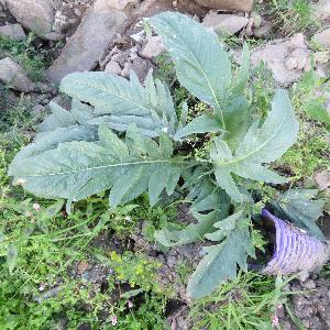 Cynara cardunculus (1)