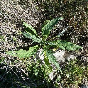 Cynara cardunculus (2)