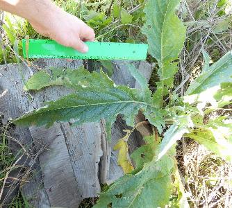 Cynara cardunculus (3)