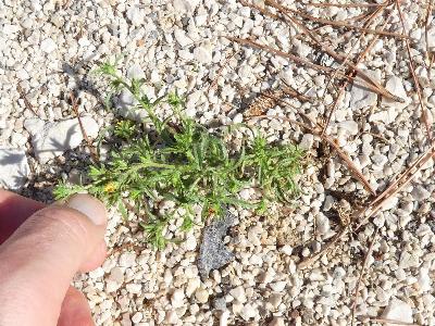 Dittrichia graveolens (1)