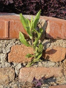 Dittrichia viscosa (1)