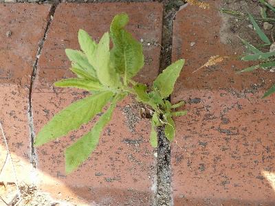 Dittrichia viscosa (2)