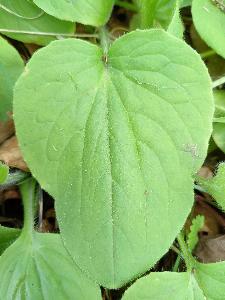 Doronicum pardalianches