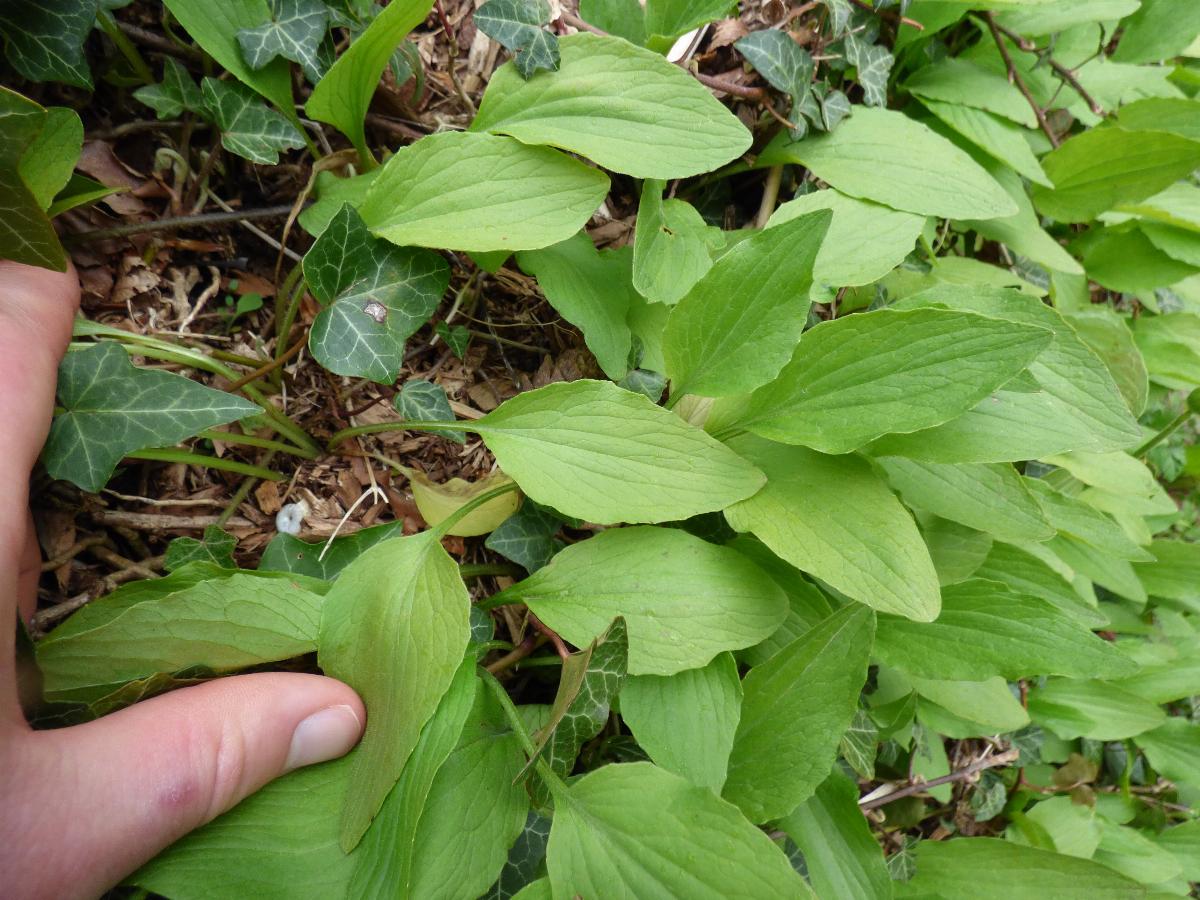Doronicum plantagineum (1) -  select me for a larger image
