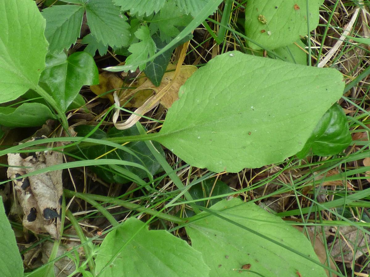 Doronicum plantagineum (2) -  select me for a larger image