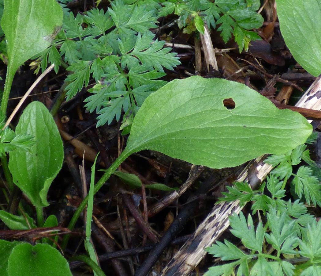 Doronicum plantagineum (3) -  select me for a larger image