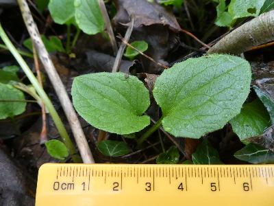 Doronicum x excelsum