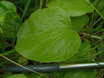 Doronicum x willdenowii