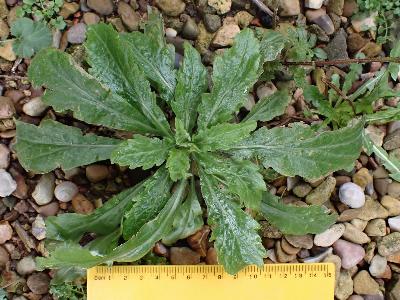 Erigeron bonariensis