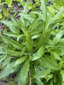 Erigeron floribundus