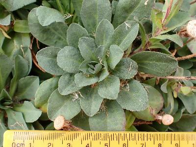 Erigeron glaucus (1)