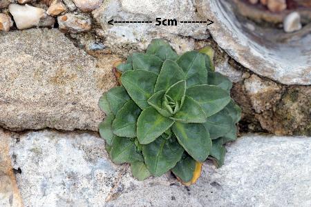 Erigeron glaucus (2)