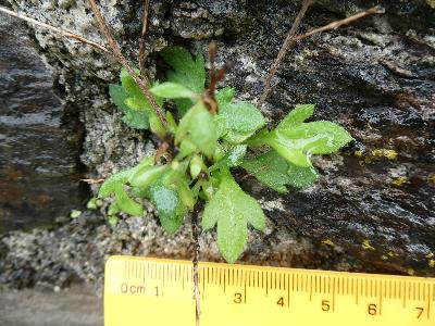 Erigeron karvinskianus