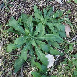 Erigeron sumatrensis (1)