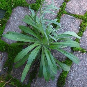Erigeron sumatrensis (2)