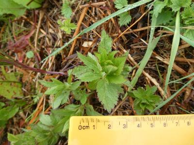 Eupatorium cannabinum