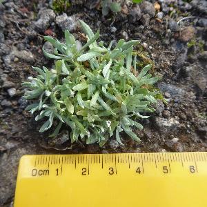 Filago germanica (1)