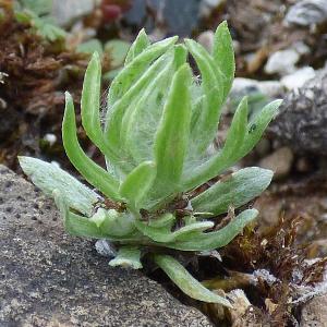 Filago germanica (2)