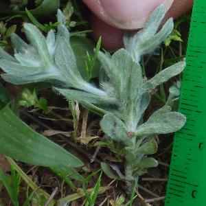 Filago pyramidata (1)