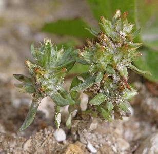 Filago pyramidata (2)