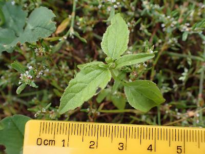 Galinsoga parviflora