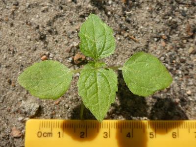 Galinsoga quadriradiata