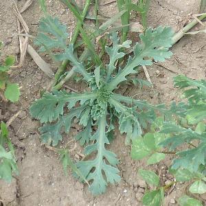 Glebionis segetum (1)