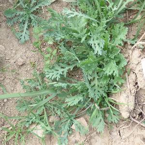 Glebionis segetum (2)