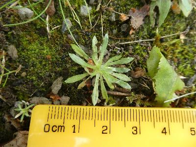 Gnaphalium uliginosum