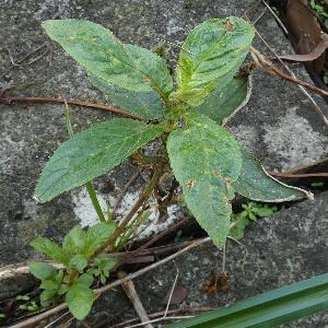 Guizotia abyssinica (1)