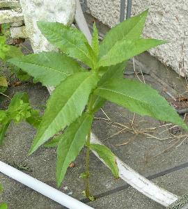 Guizotia abyssinica (2)