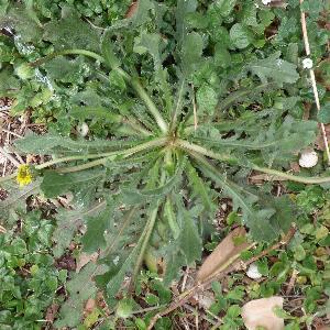 Hedypnois rhagadioloides (1)