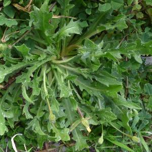 Hedypnois rhagadioloides (2)